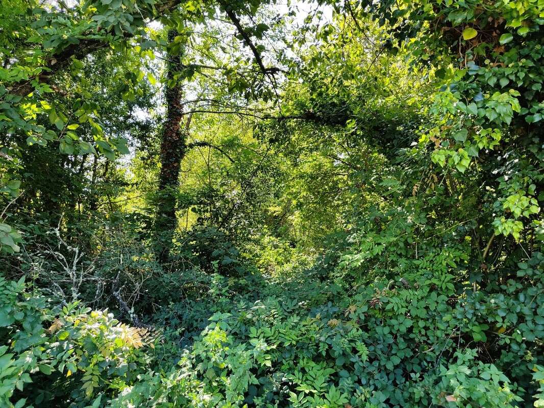 Terrain à PIEGUT-PLUVIERS