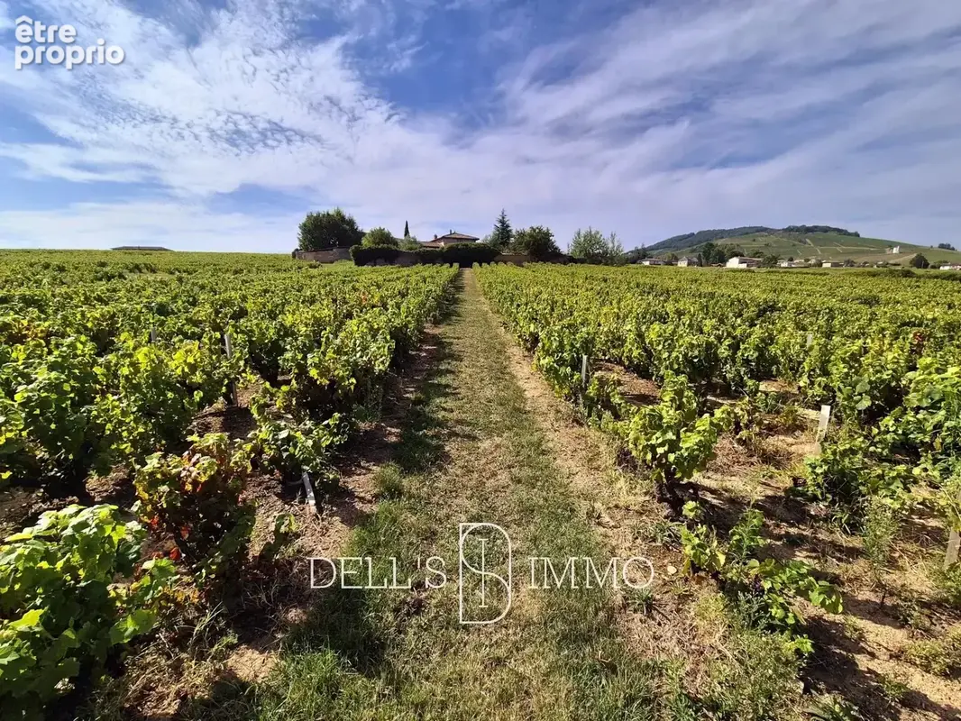 AOP BROUILLY, 3,60ha un seul tenant - photo 3