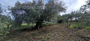 Terrain à FONTES
