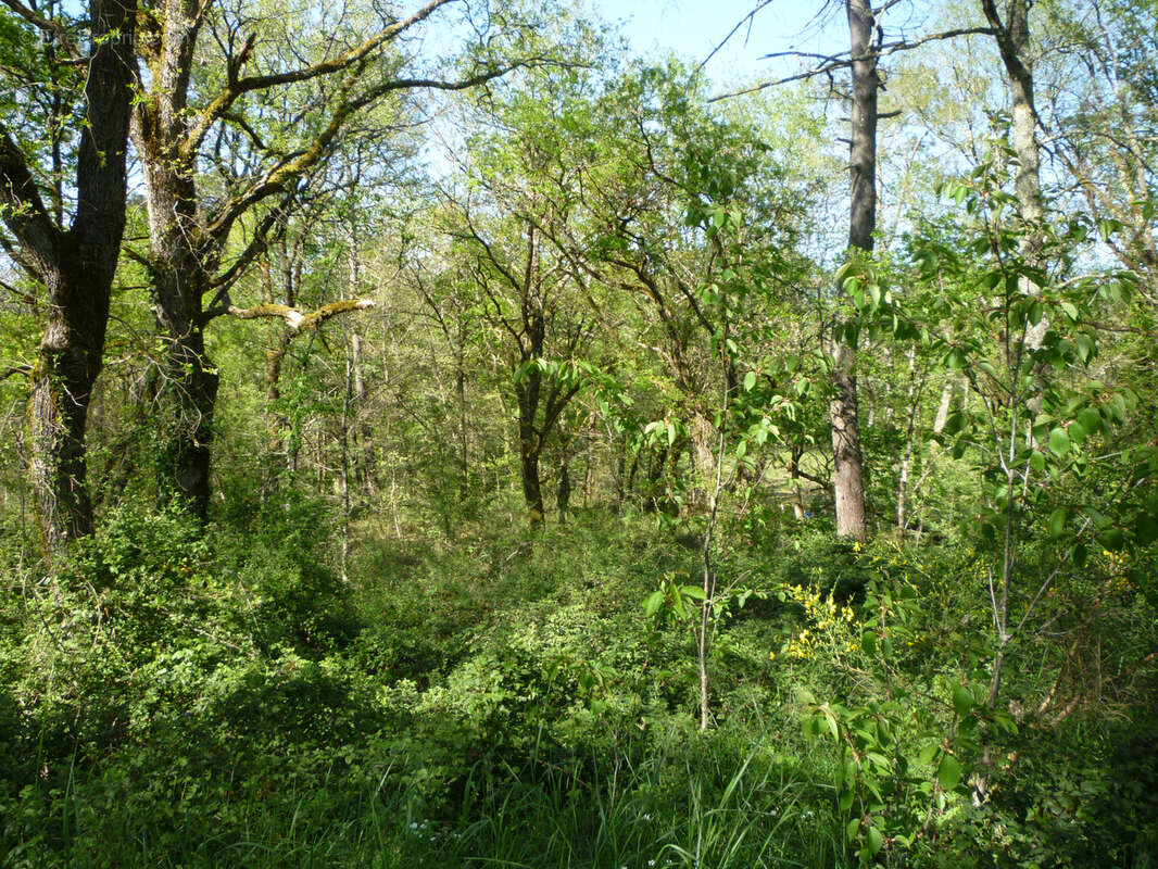 Parcelle de bois en campagne - monsempron libos - photo 5
