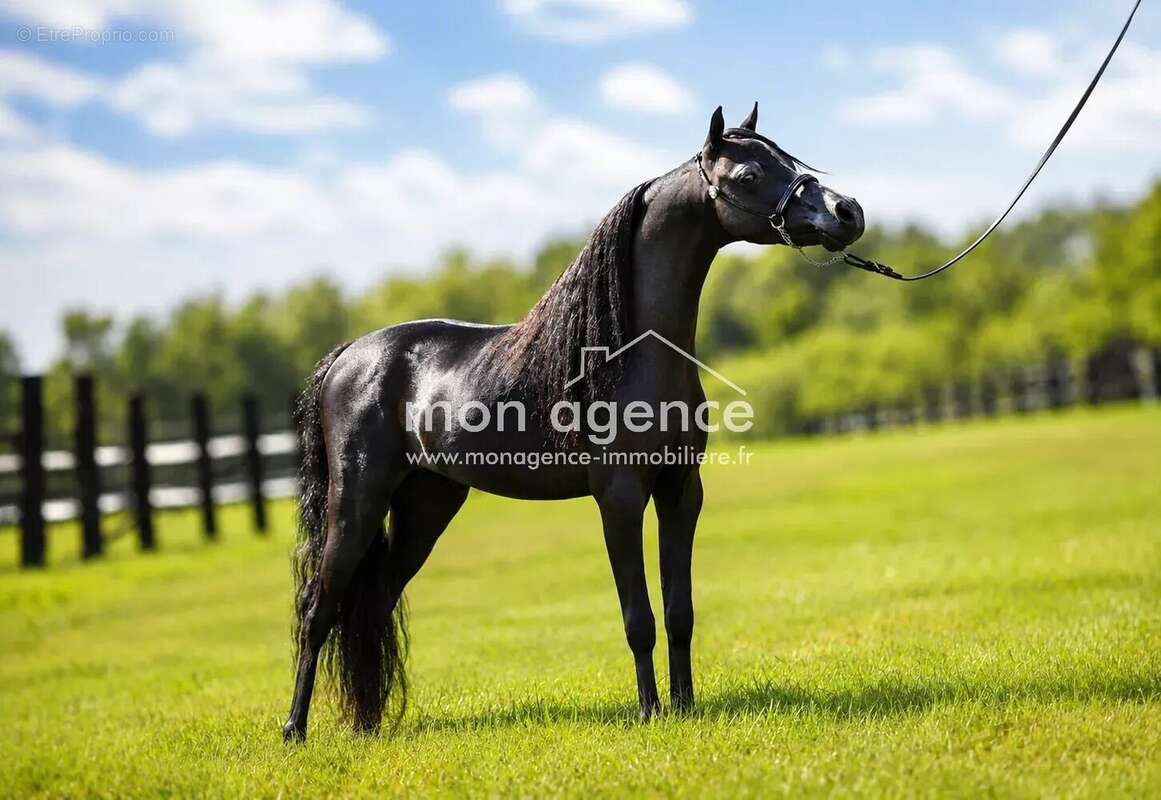 Haras d'exception de 12 hectares aux portes du Pays de Bray - photo 21