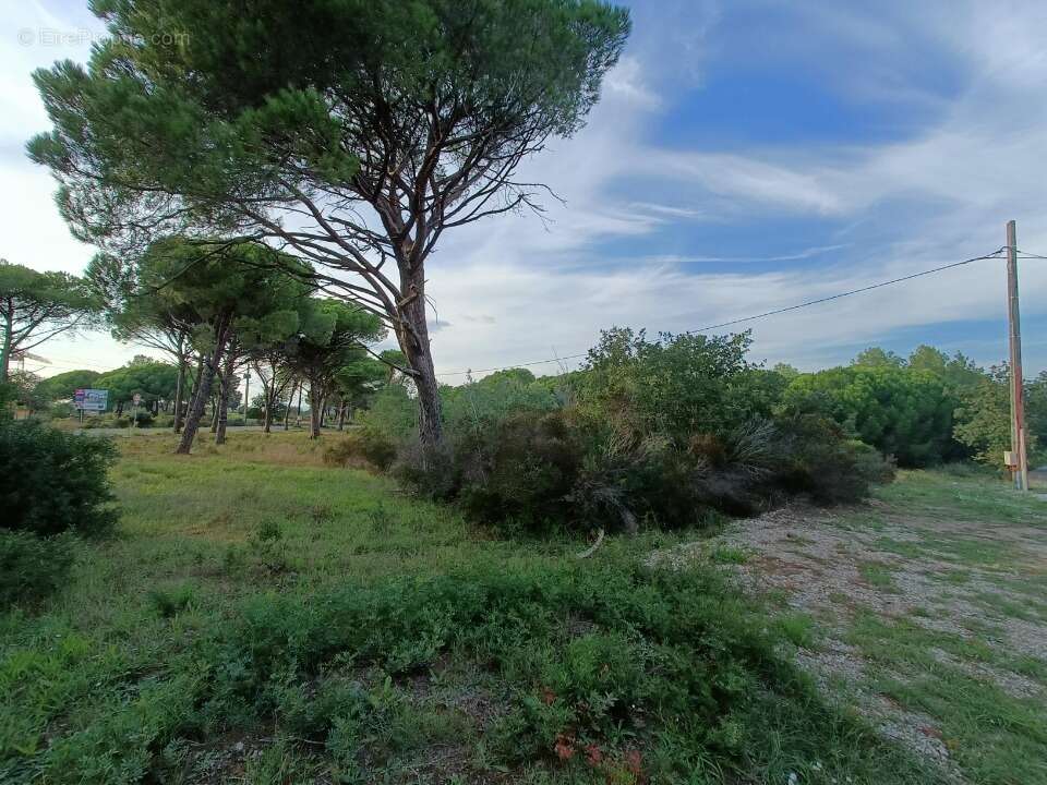 Terrain à PUGET-SUR-ARGENS