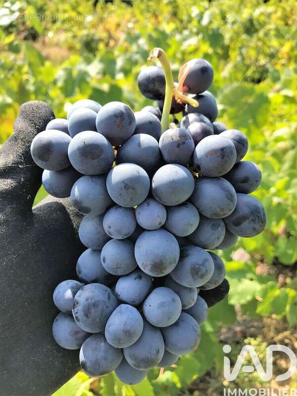 Photo 5 - Maison à L'ISLE-SUR-LA-SORGUE