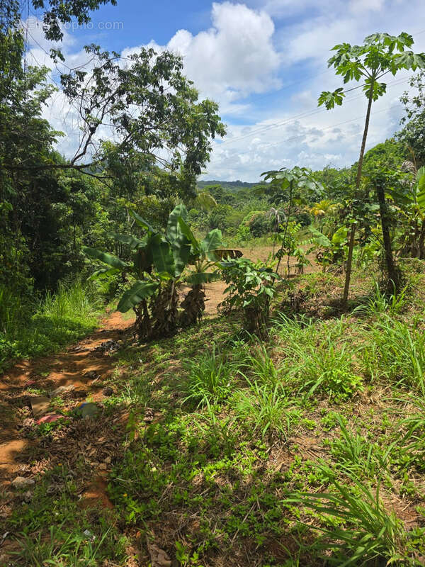 Terrain à REMIRE-MONTJOLY