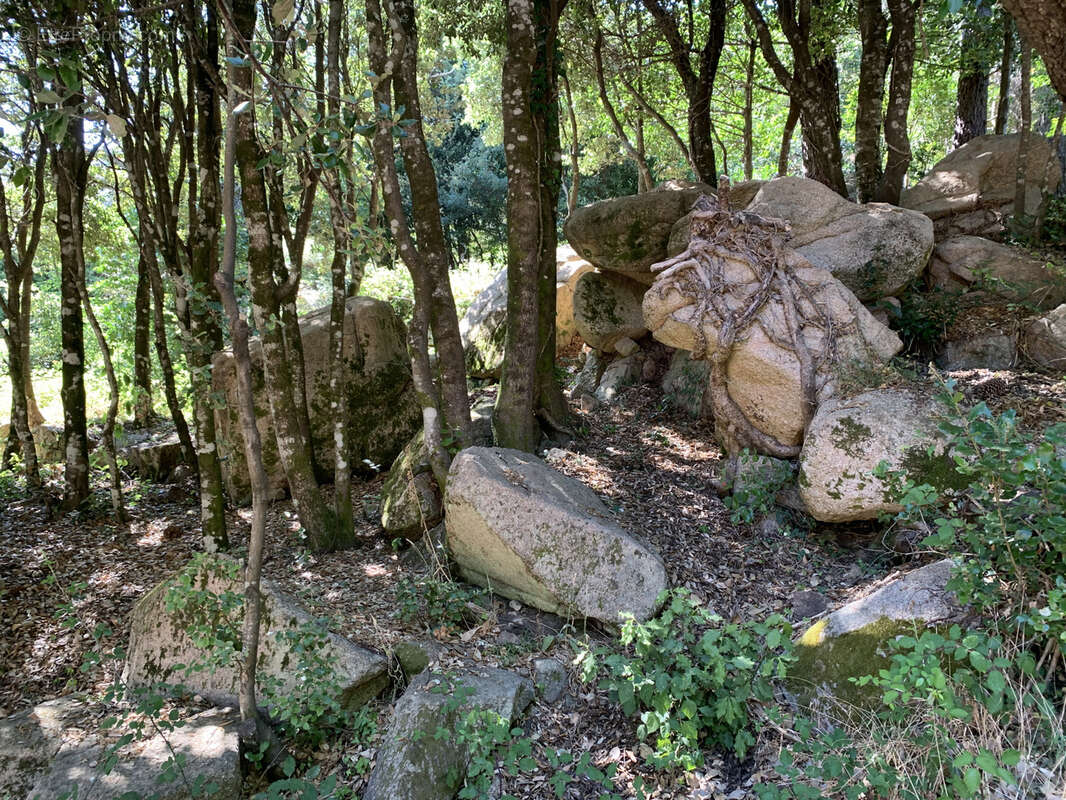 Beaucoup de cachet pour ce terrain à bâtir à proximité de Porto-Vecchio - photo 5