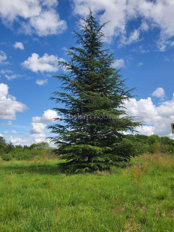 Terrain à MIRAMONT-DE-GUYENNE