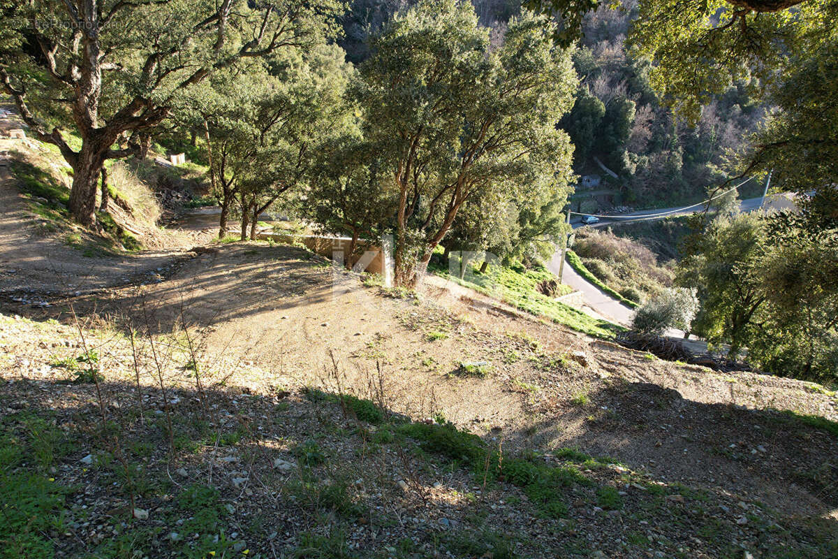 Terrain Constructible-1550 m2-Poggio D Oletta (Nebbio)vue dégagée - photo 5