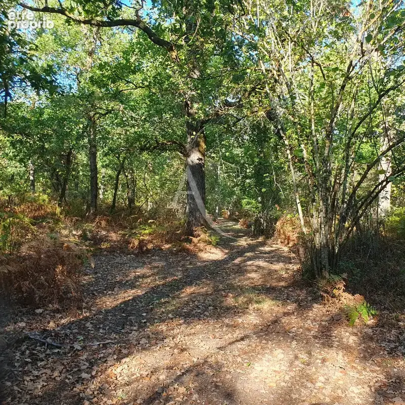 Domaine forestier La Ferte Saint Aubin - photo 13
