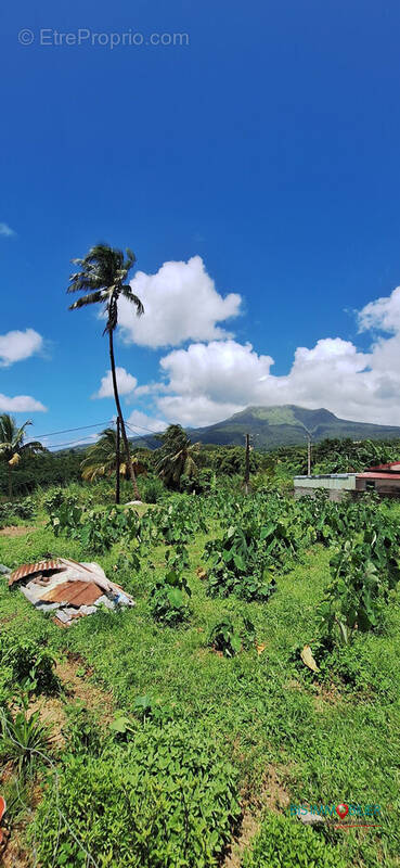 Terrain à LE MORNE-ROUGE