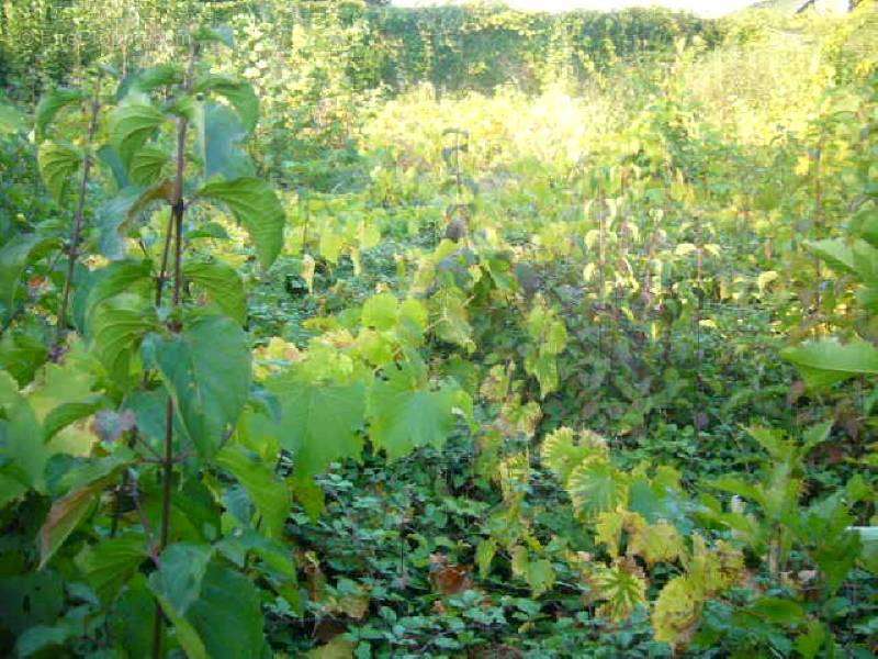 Terrain à CHATEAUNEUF-SUR-SARTHE