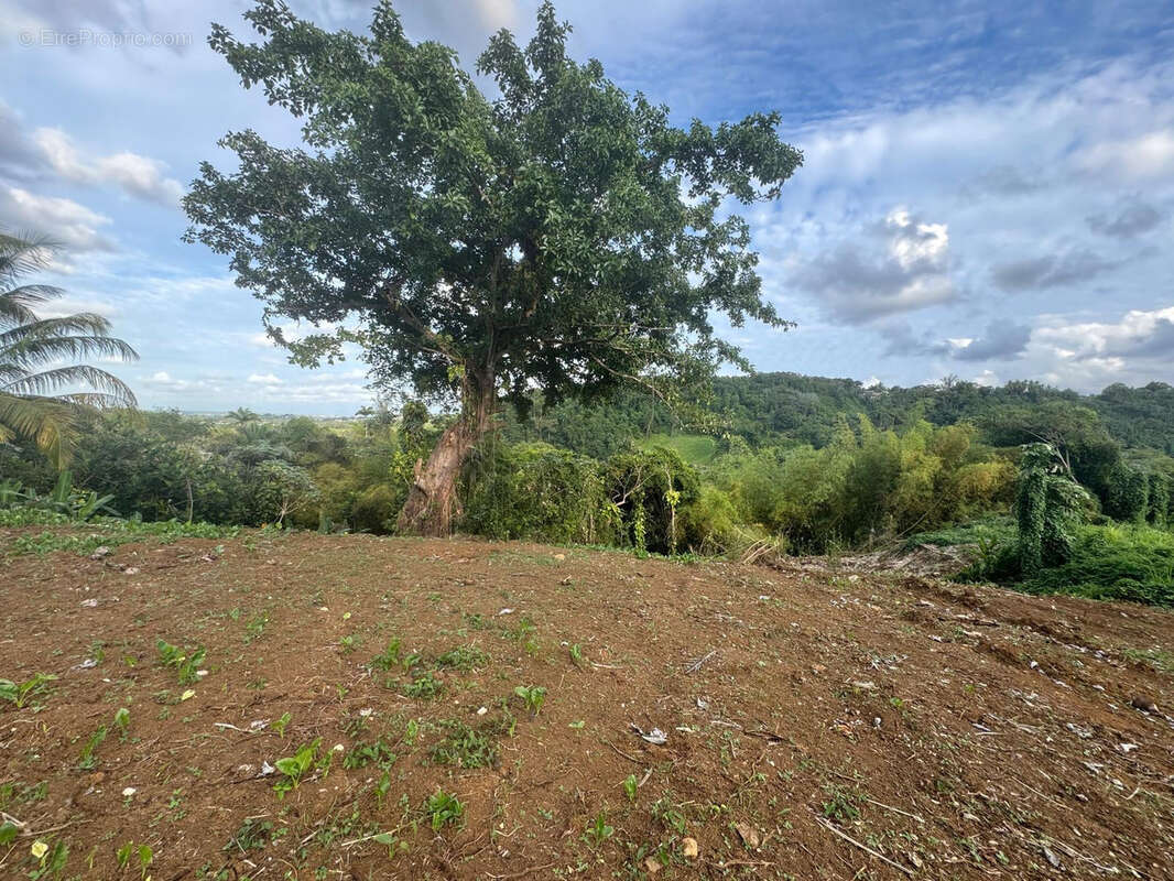 Terrain à PETIT-BOURG