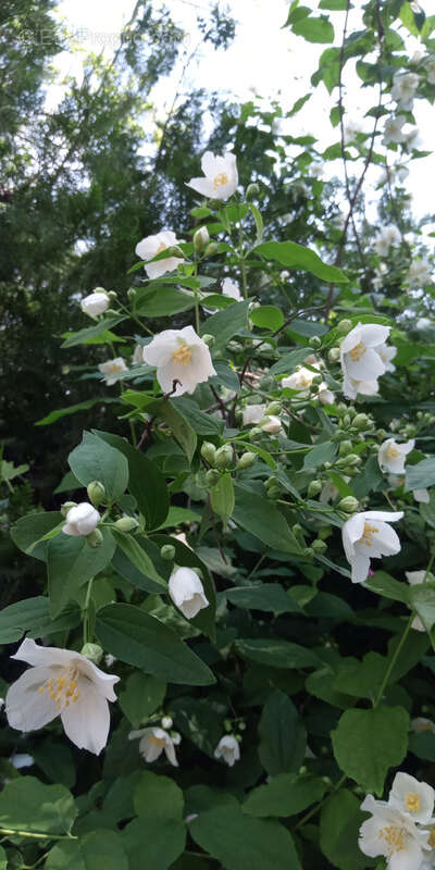 Maison à SAINT-ETIENNE-DU-GRES