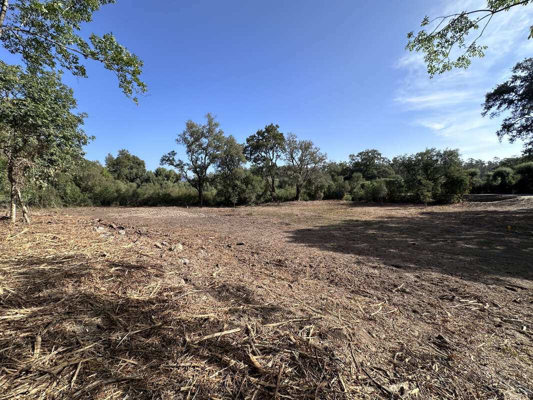 Terrain à SERRA-DI-FIUMORBO