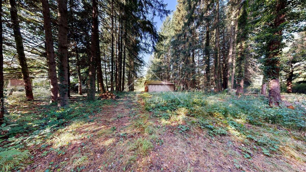 Exclusivite bungalow sur 6000m2 de terrain - photo 3
