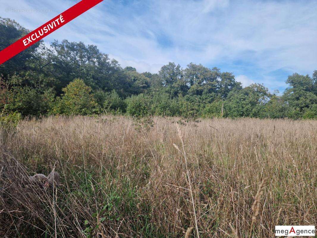 Terrain à MONTENEUF