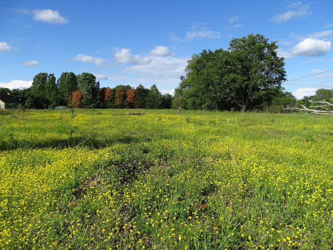 Terrain à MENNETOU-SUR-CHER