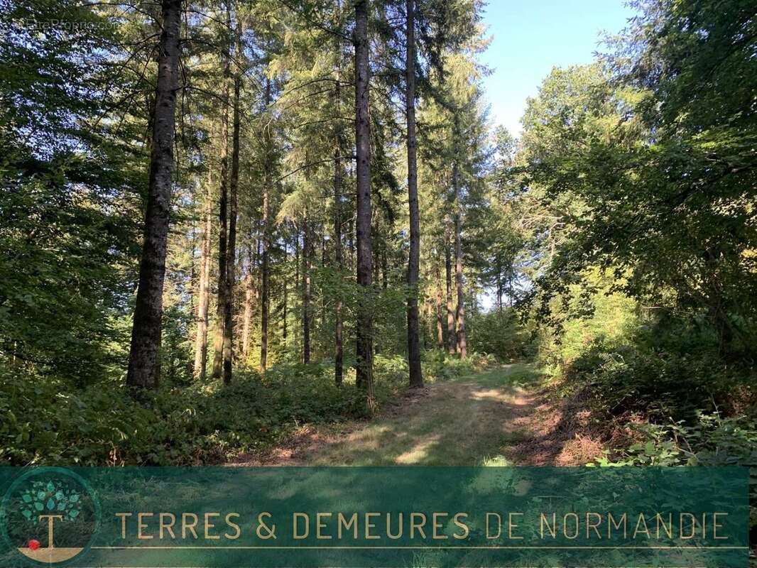 Dans le CALVADOS, secteur de VIRE (14500) A vendre bois de 3ha 69 a d'un seul tenant - photo 16