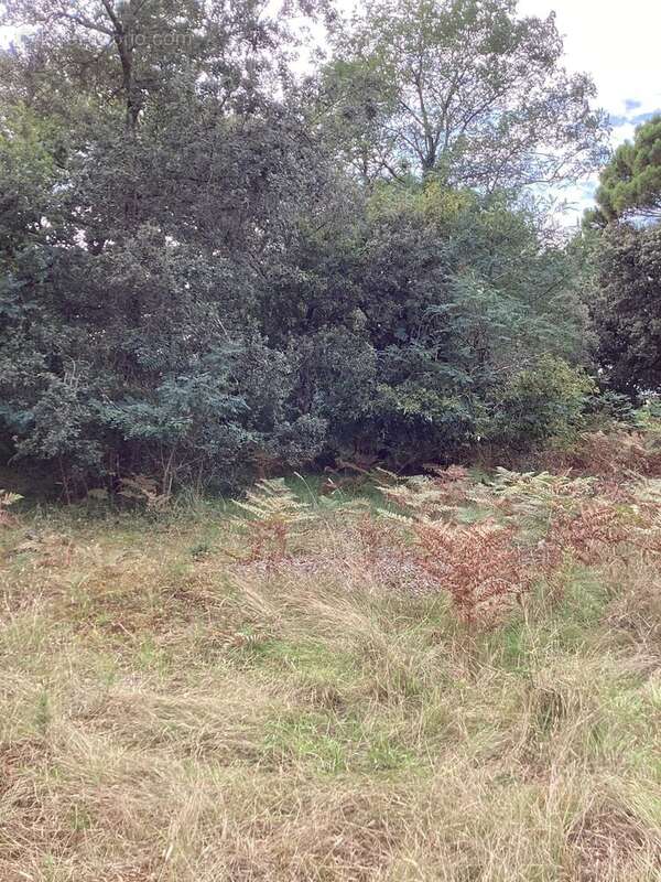 Terrain à LE VERDON-SUR-MER