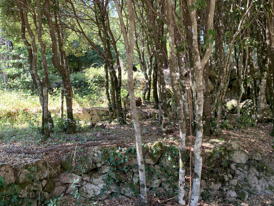Beaucoup de cachet pour ce terrain à bâtir à proximité de Porto-Vecchio - photo 2