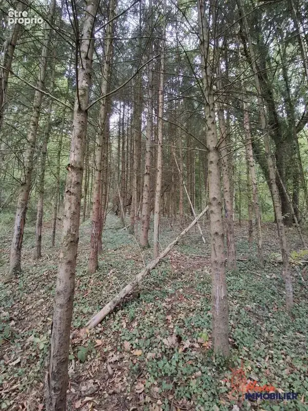 Terrain à PASSAVANT-EN-ARGONNE