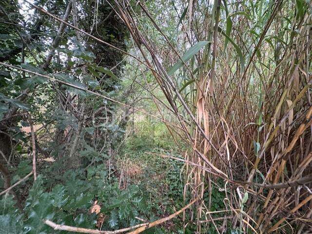 Terrain à LE SOLER