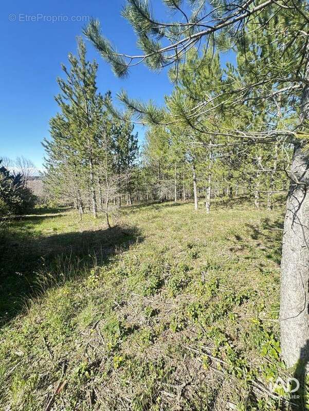 Photo 5 - Terrain à MOLLANS-SUR-OUVEZE