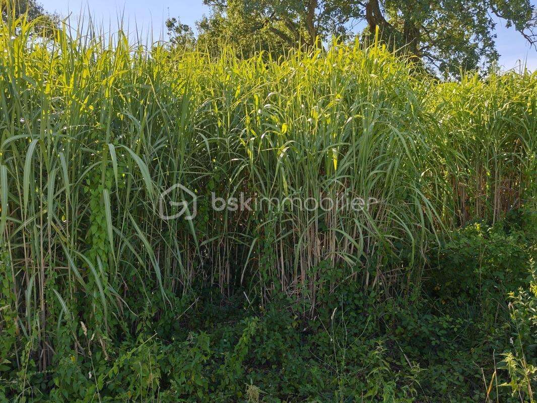 À St-James - Terrain agricole cultivé en miscanthus - Culture en pleine production - photo 2
