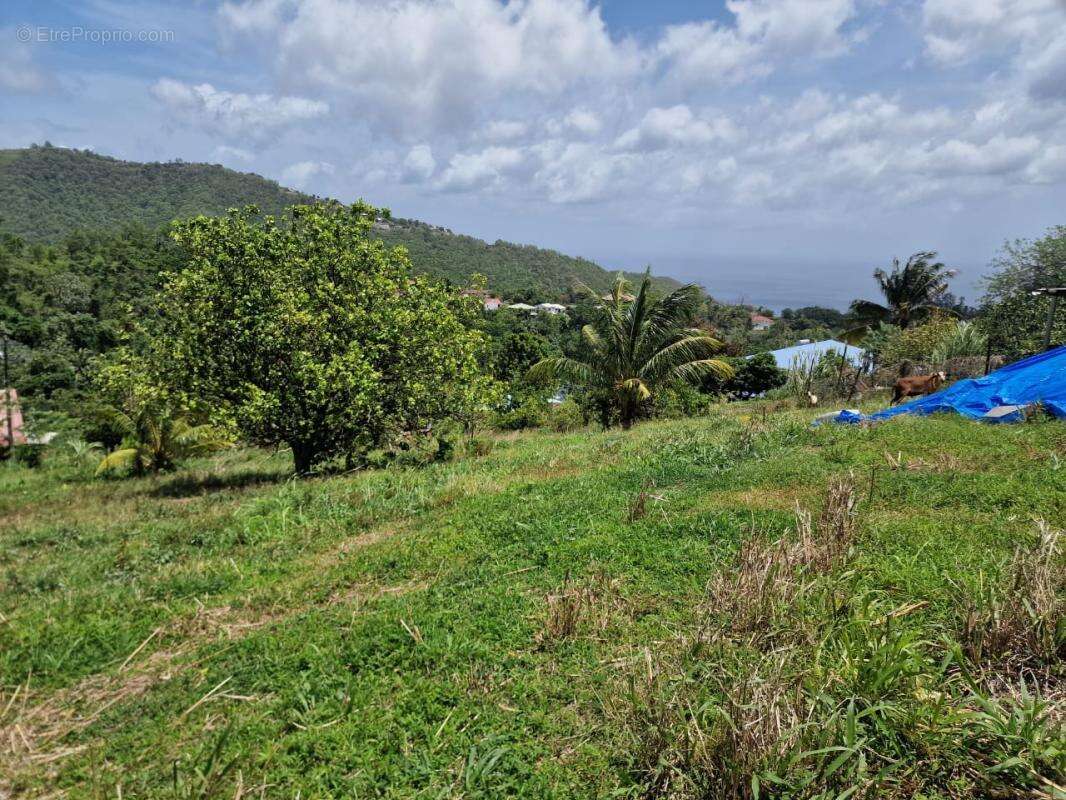 Terrain Le Morne Vert - photo 4