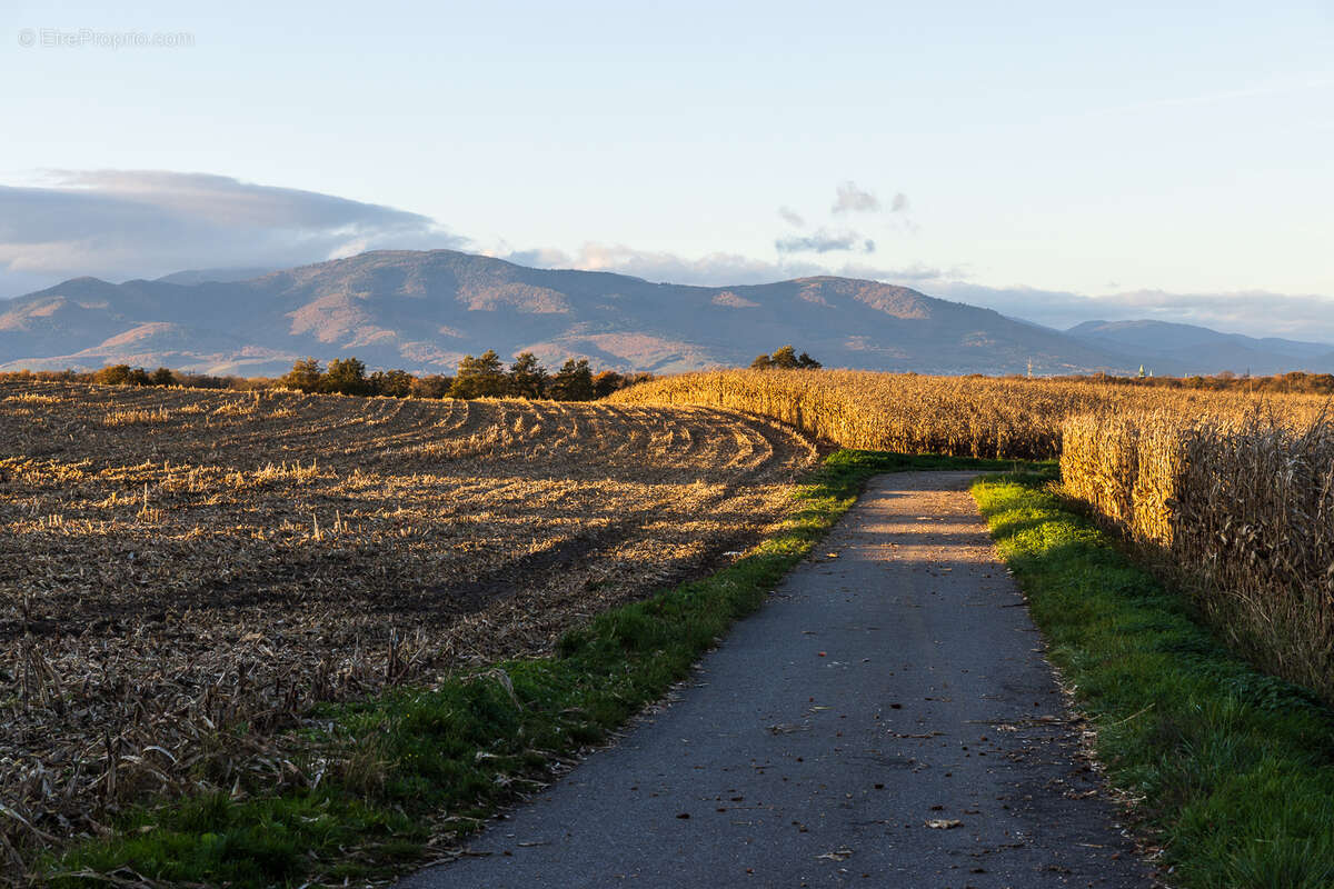 Terrain à GALFINGUE