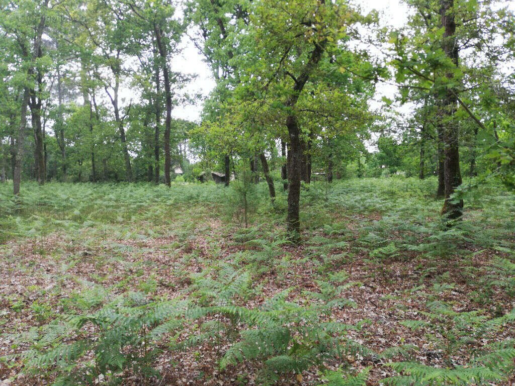 Vente : Propriété à rénover sur terrain de 18801 m² à SALLES - photo 4