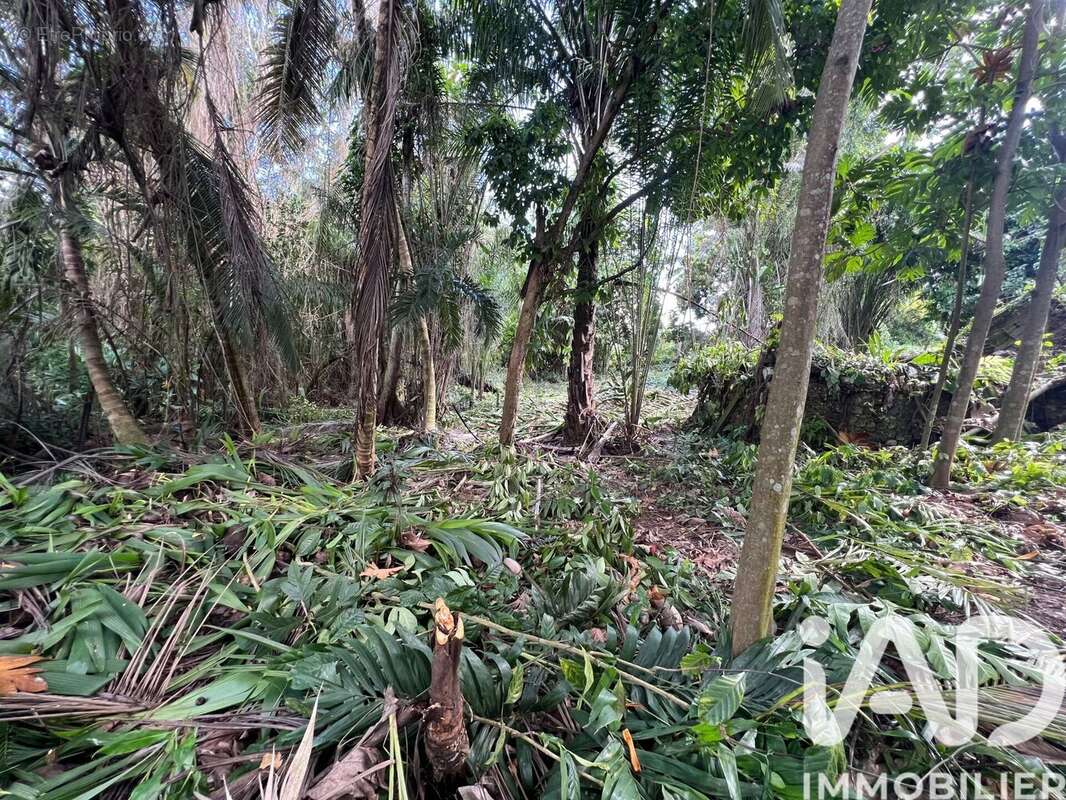 Photo 3 - Terrain à BAIE-MAHAULT