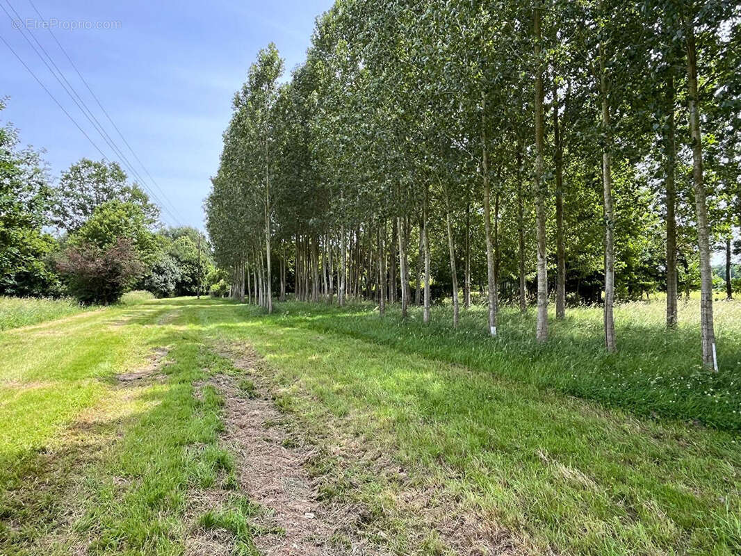 Propriété rurale sur 11658m2 - photo 11