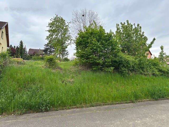 Terrain à BISCHOFFSHEIM