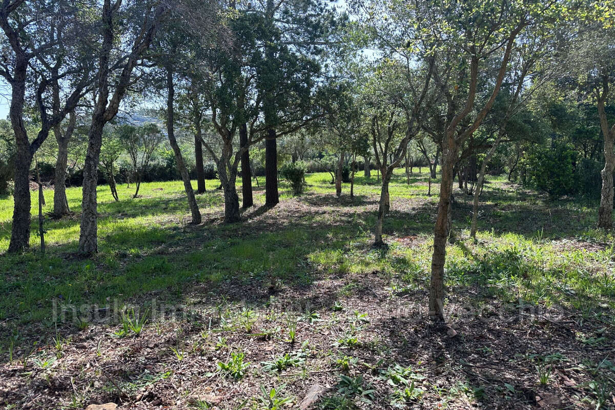 Terrain à PORTO-VECCHIO