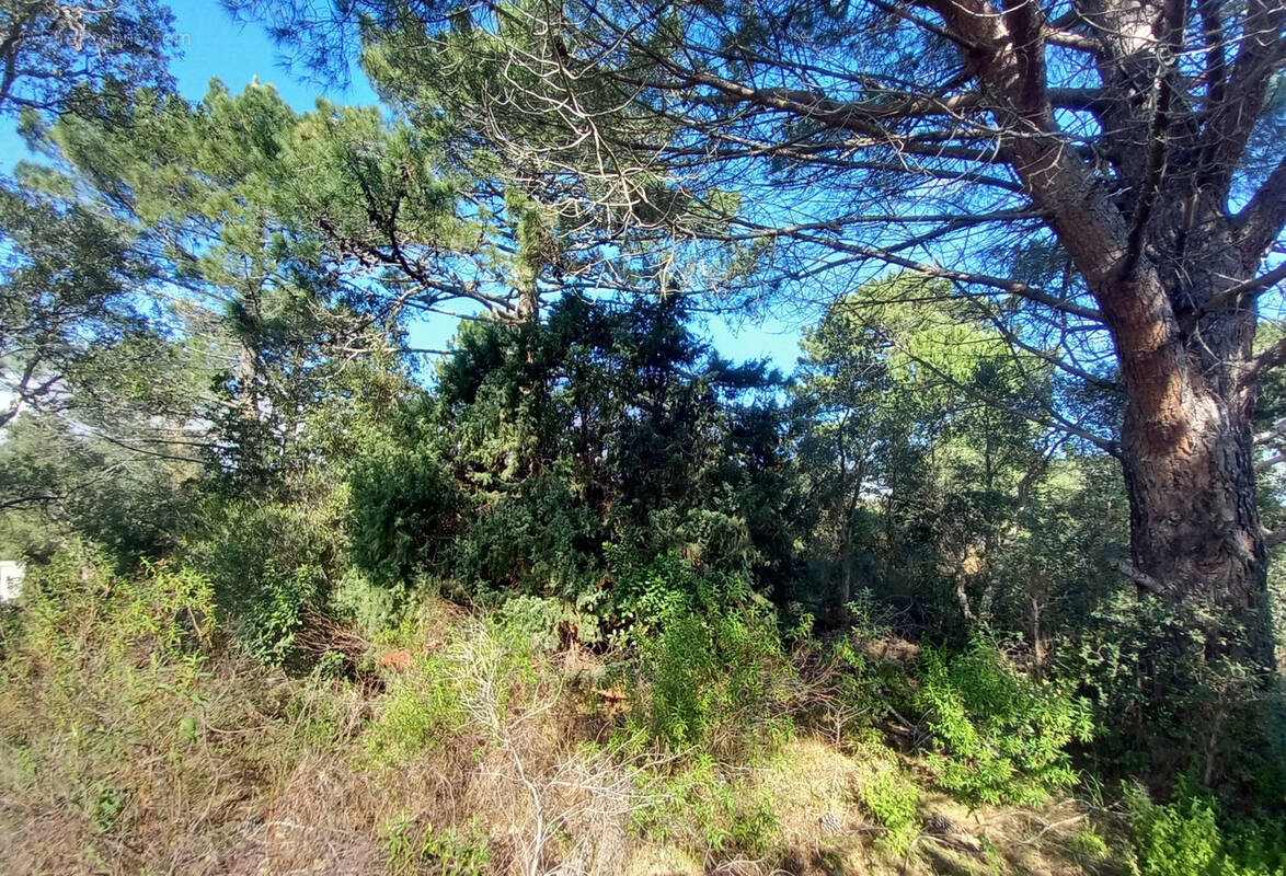 Terrain à PORTO-VECCHIO