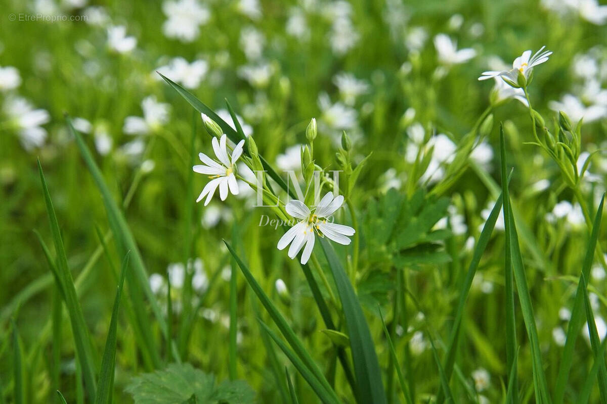 Terrain à PONT-SCORFF