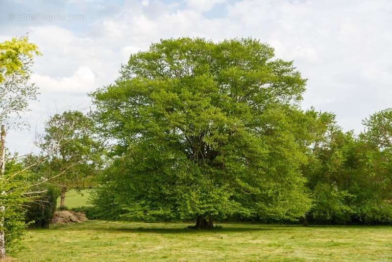 Propriété à vendre 8 pièces, 10 min de Paray Le Monial(71) - photo 33