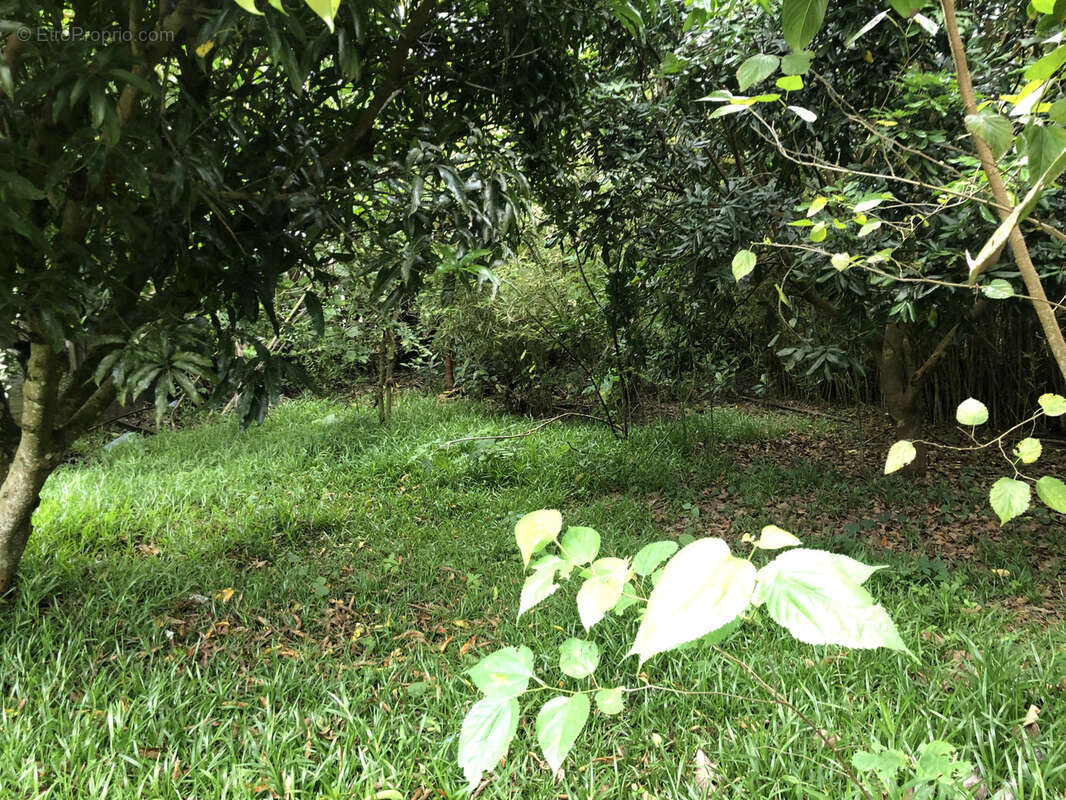 Terrain à LE TAMPON