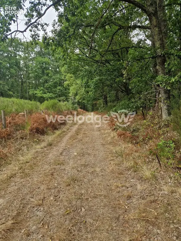 Terrain 81 000 m² à vendre à Velles (36330) - photo 2