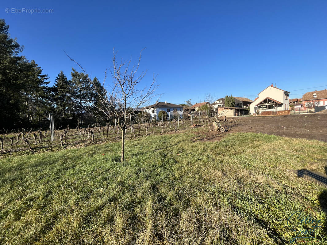 Terrain à WINTZENHEIM