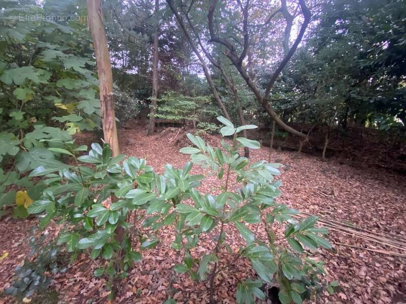 Terrain à SAINT-PIERRE-DU-MONT