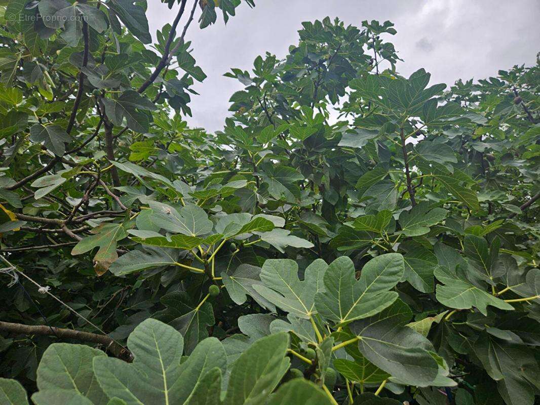 Maison à TREMBLAY-EN-FRANCE