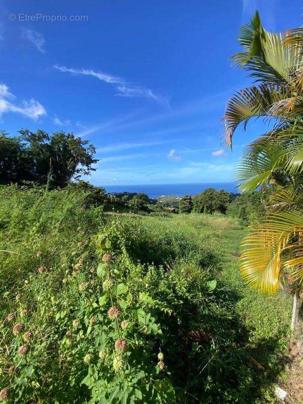 Terrain à LE MORNE-VERT