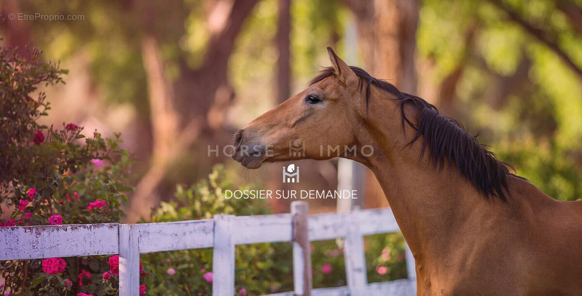 Maison à MONTPELLIER