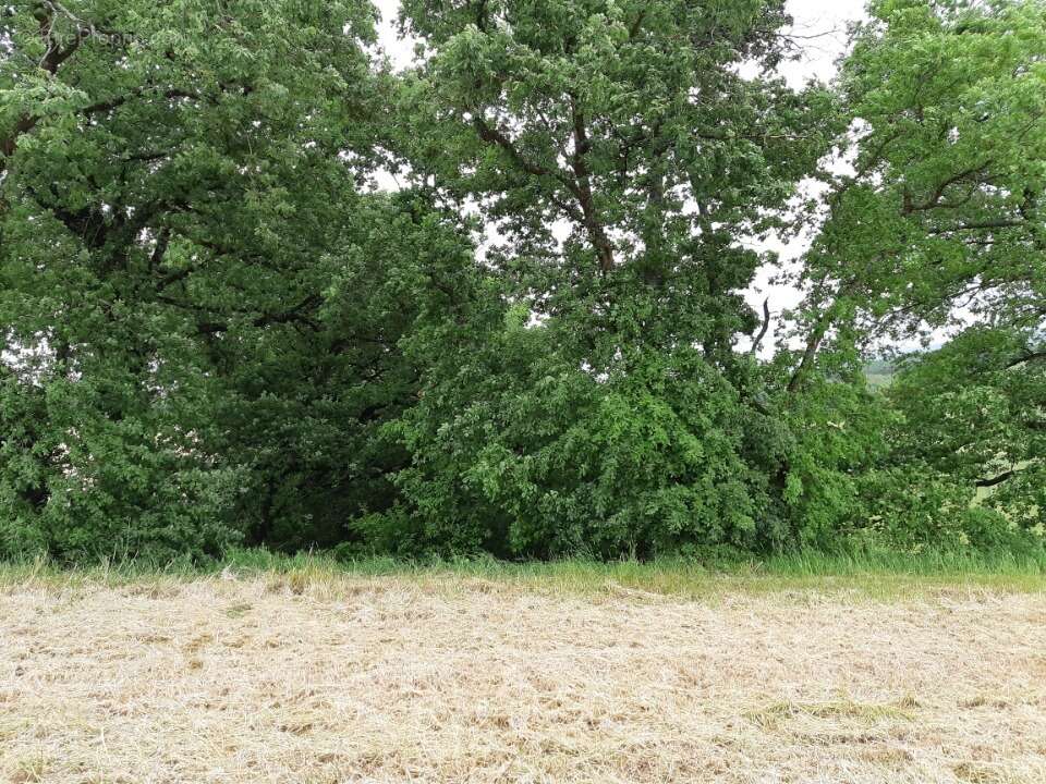 Terrain à MONTJOIRE