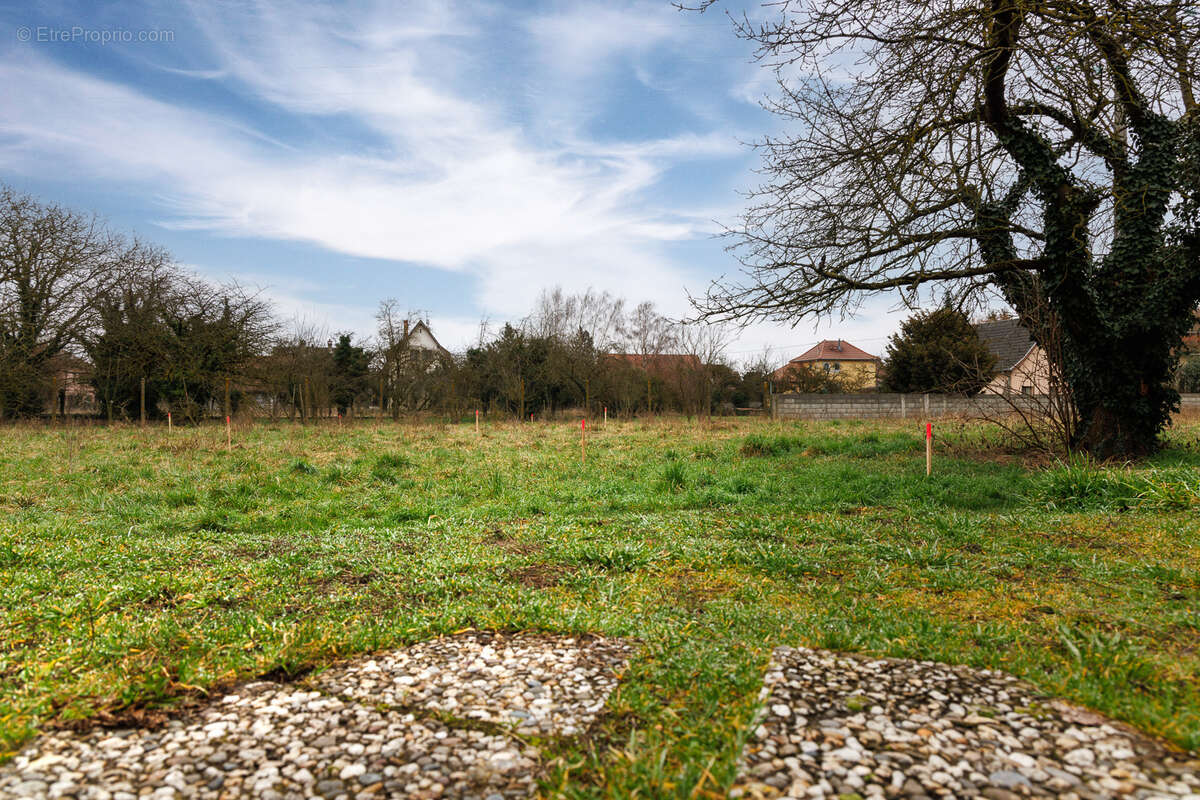 Terrain à GRUSSENHEIM