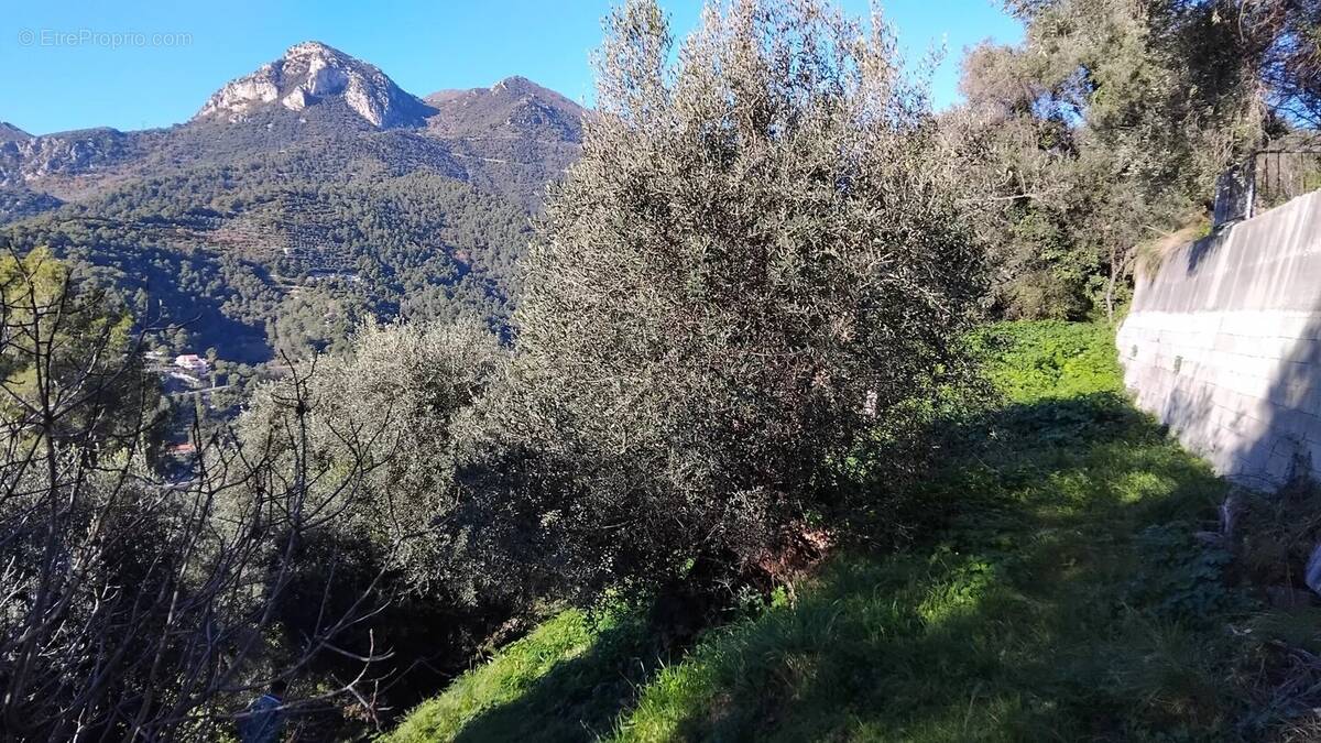 Terrain à MENTON