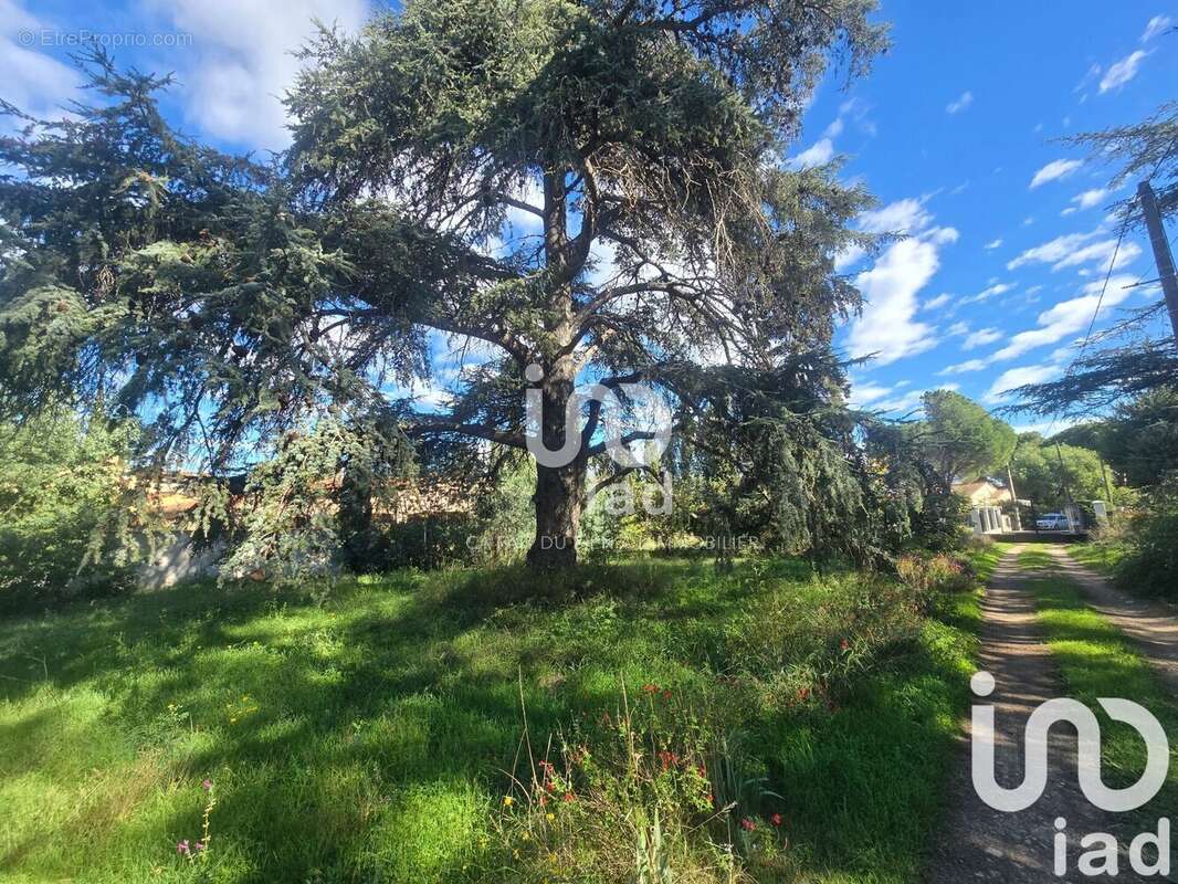 Photo 4 - Terrain à SAINT-JEAN-PLA-DE-CORTS