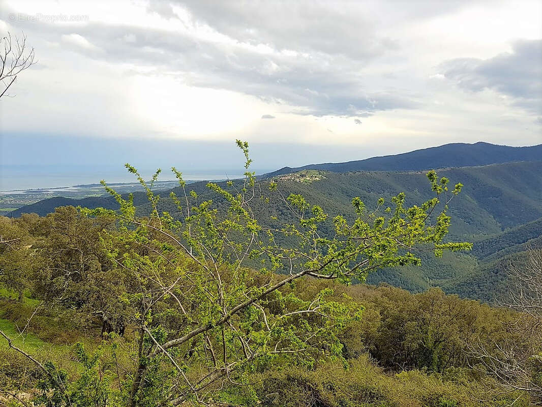 Terrain à PRUNELLI-DI-FIUMORBO