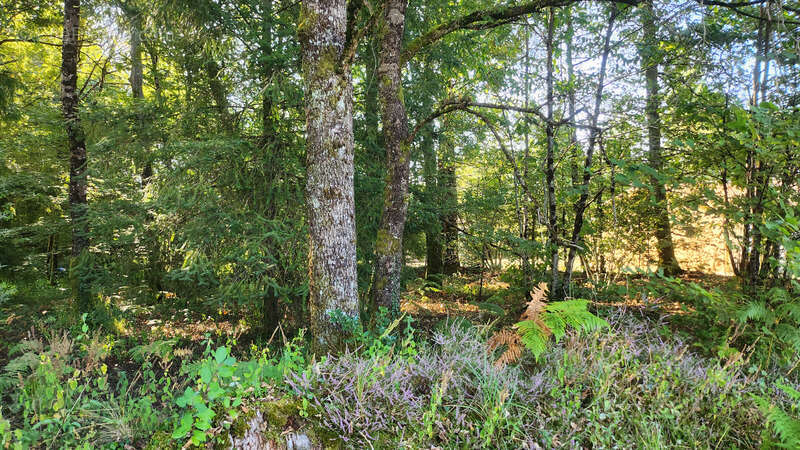 Terrain à ORADOUR-SUR-GLANE